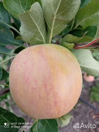 Саженцы плодовых деревьев