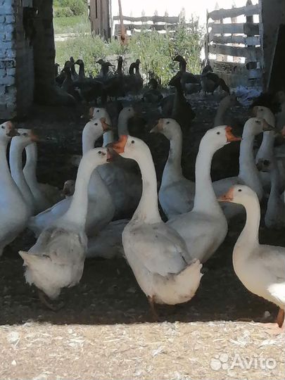 Гуси гусь родительское стадо