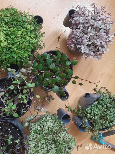 Фикусы пумилы, каллизии, пеперомии и другие