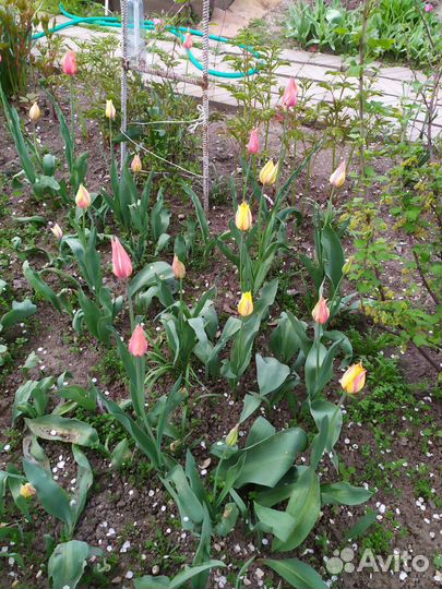 Уличные растения