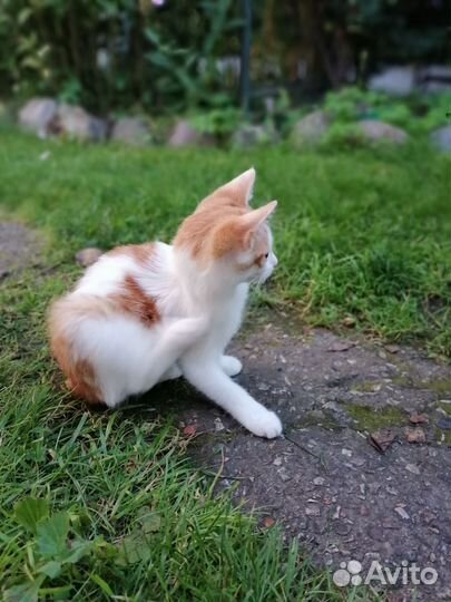 Кошка в дар