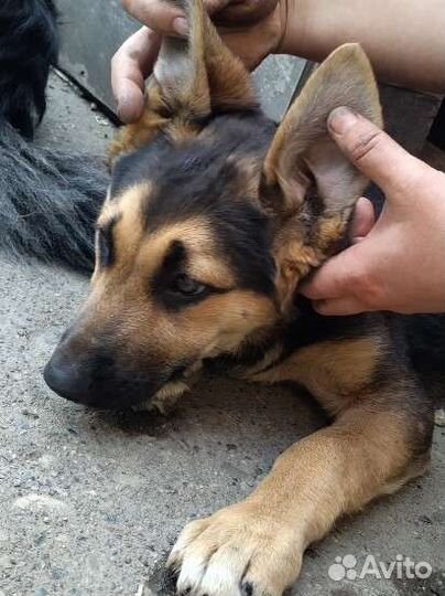 Щенок овчарки