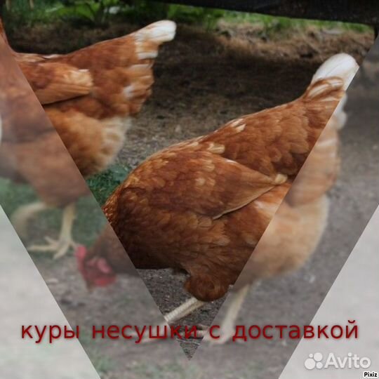 Куры подрощенные