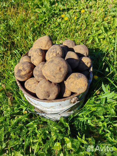 Продам картофель (урожай 2023)