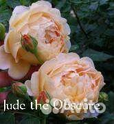 Розы Davidа Austin саженцы