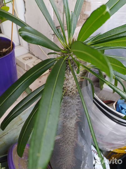 Пахиподиум Ламера