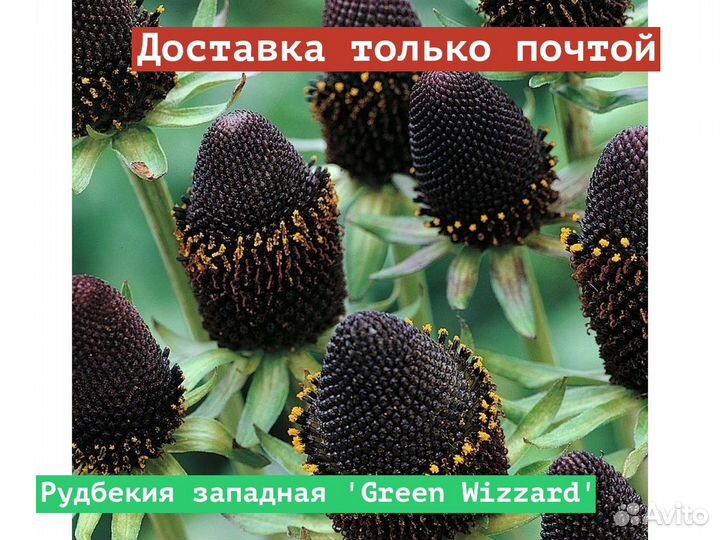 Рудбекия западная Green Wizzard