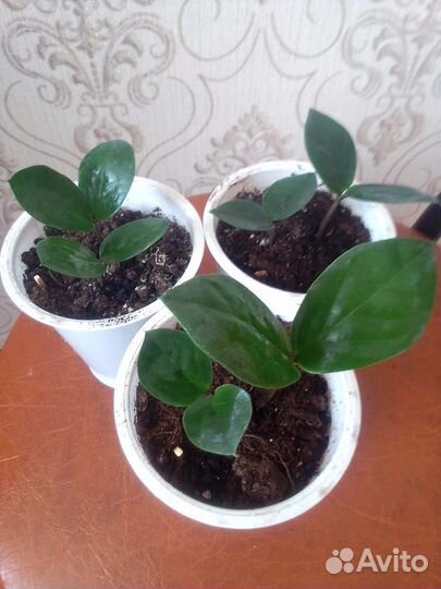 Долларовое дерево