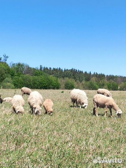 Бараны-овцы Куйбышевской породы на племя