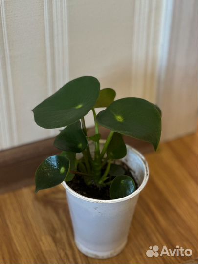 Пилея пеперомия