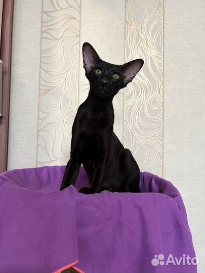 Ориентальная кошка