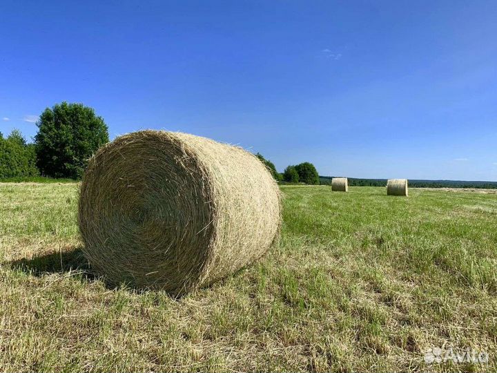 Сено в тюках