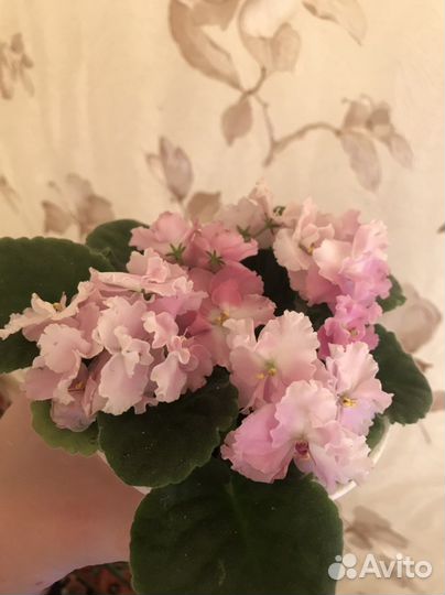 Каланхоэ, бегония, пеперомия, педилантус
