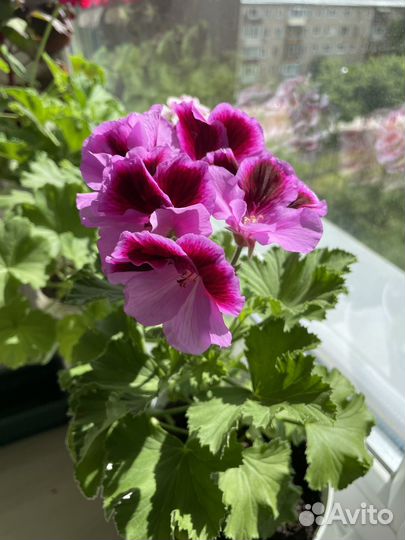 Черенок пеларгонии