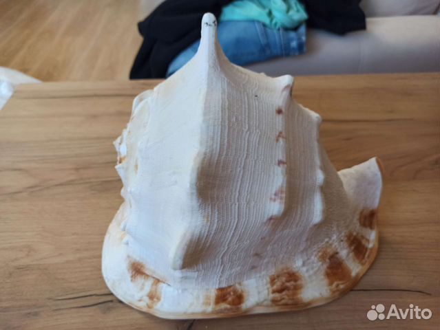 Морская раковина