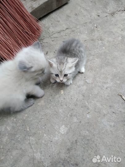 Симпатичные котята