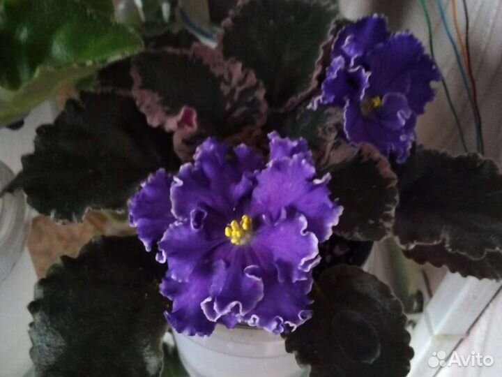 Продажа фиалок