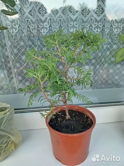 Туя Западная