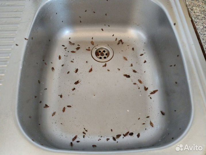 Обработка квартир от клопов, тараканов, грызунов