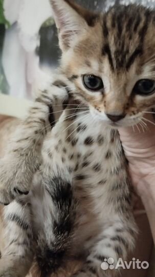 Отдам в добрые руки кошечку, к лотку приучена