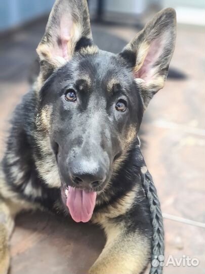 Подрощенные Девочки но