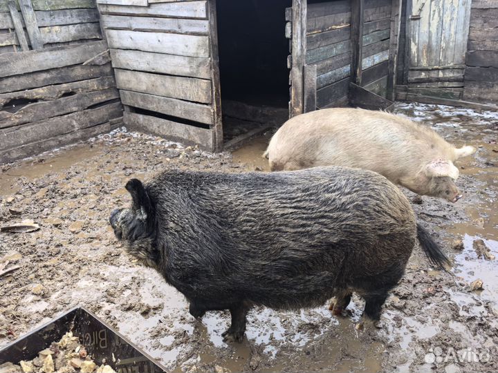 Дикий кабан