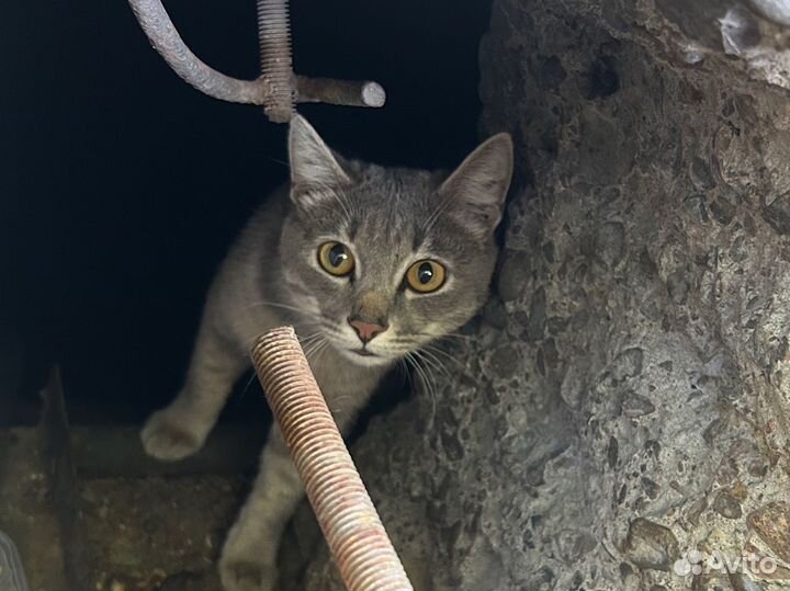 Кошка/кот