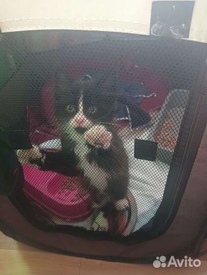 Котик ждёт любящее сердечко