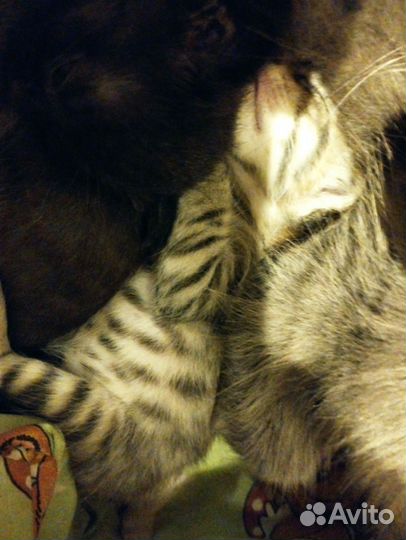 Котята