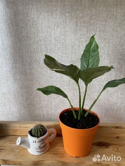 Спатифиллум даймонд