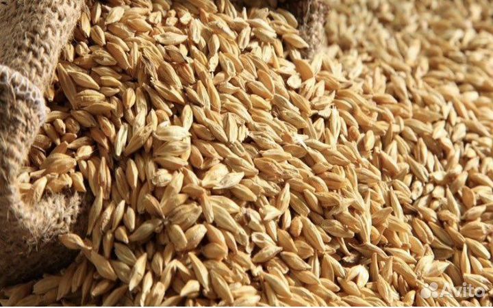 Овес, Пшеница, Люцерна в гранулах. Семена трав