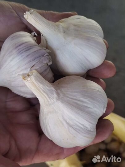 Чеснок