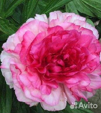 Пионы для весенней посадки. Большой выбор сортов