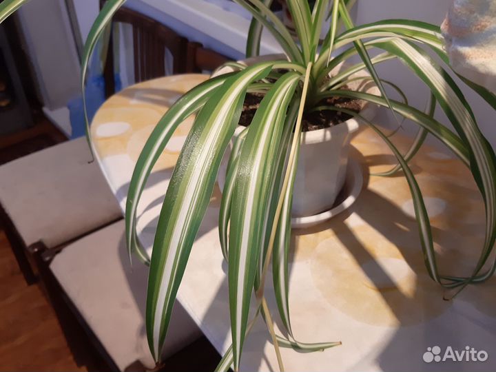 Хлорофитум