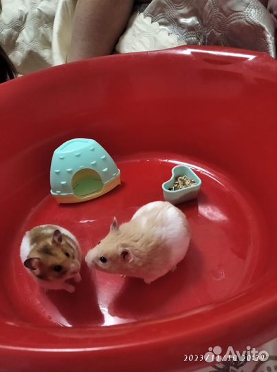 Хомячки Сирийские