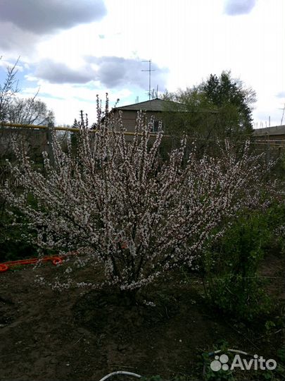 Вишня Расплетка,Китайская