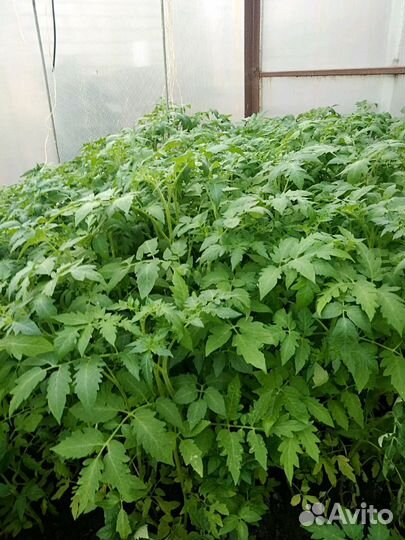 Продам рассаду