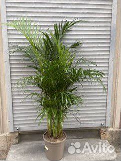 Пальма Арека Дипсис В наличии все размеры