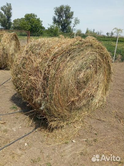 Продам сено в рулонах