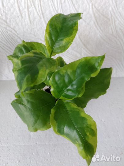 Псевдоэрантемум Yellow Dwarf