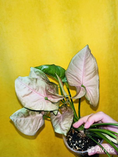 Растения набором ч.2