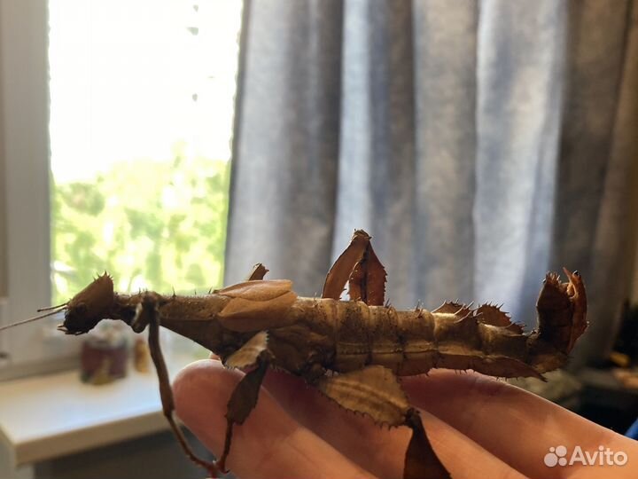 Австралийский палочник,нимфа и яйца