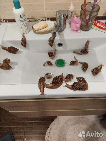 Улитки ахатины