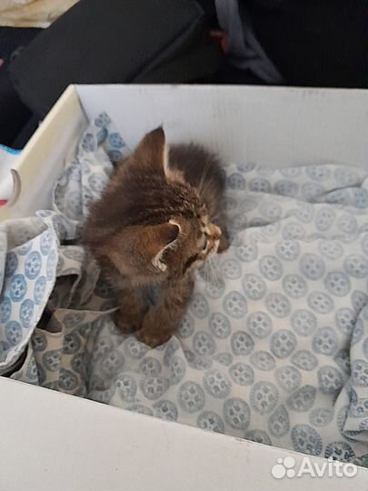 Котенок нуждается в помощи