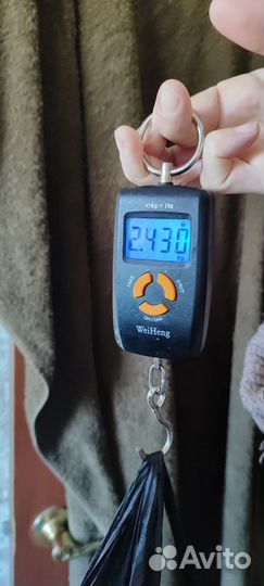 Вязка собак той терьеров мини