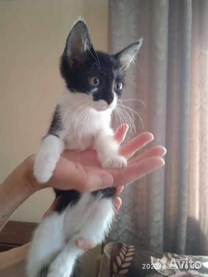 Кошка в дар бесплатно