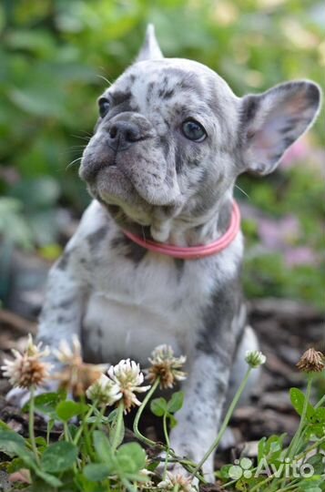 Французский бульдог щенки мерле