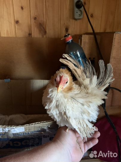 Малазийская серама