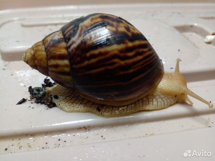 Улитка ахатина иммакулята