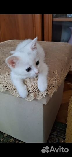 Белый котенок ван